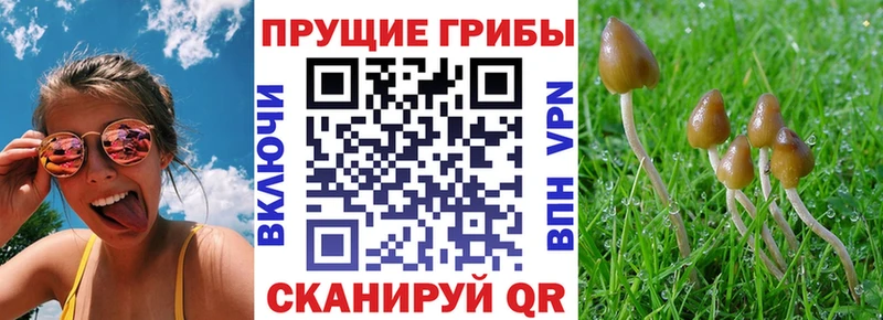Галлюциногенные грибы Psilocybine cubensis  omg tor  Аша 